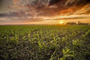 A field of crops at sunrise.
