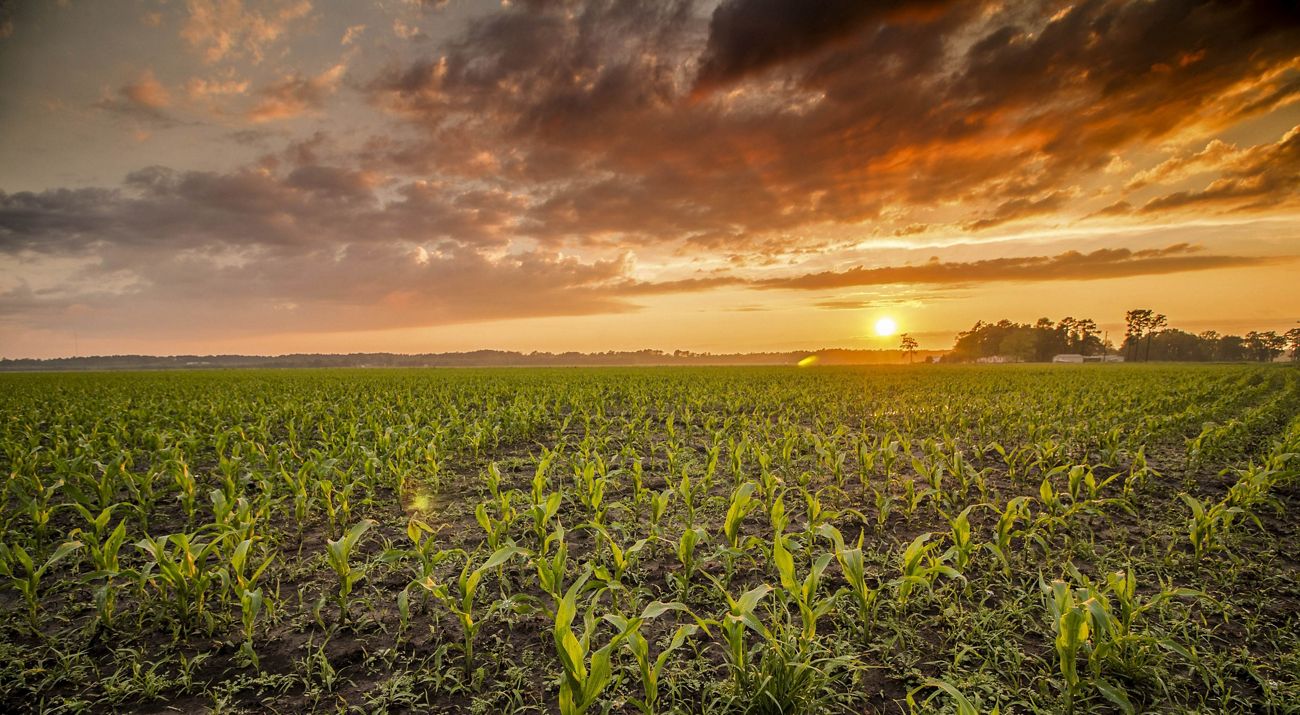 A wide expanse of corn plants a foot or two high under an orange sunset.