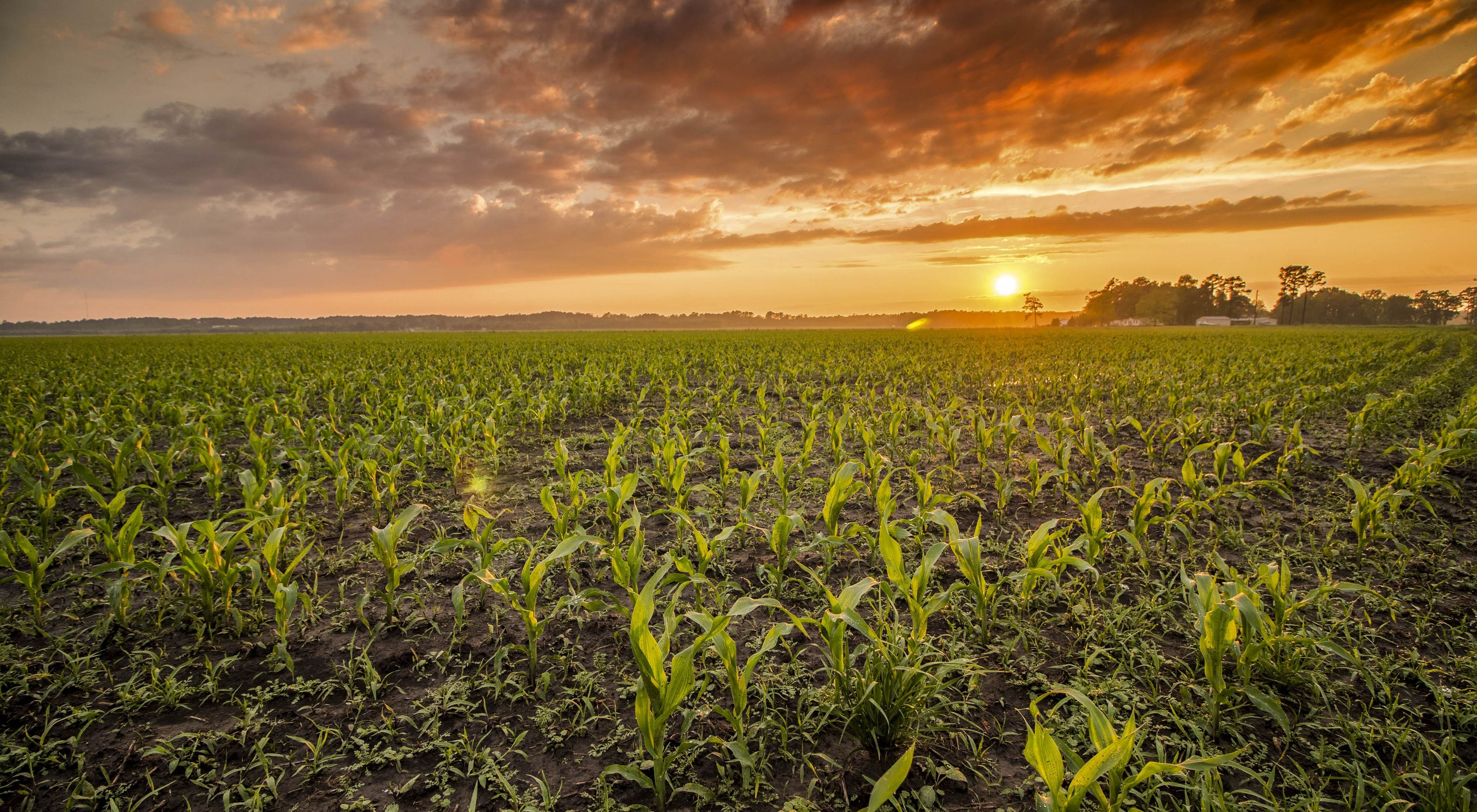 A wide expanse of corn plants a foot or two high under an orange sunset.