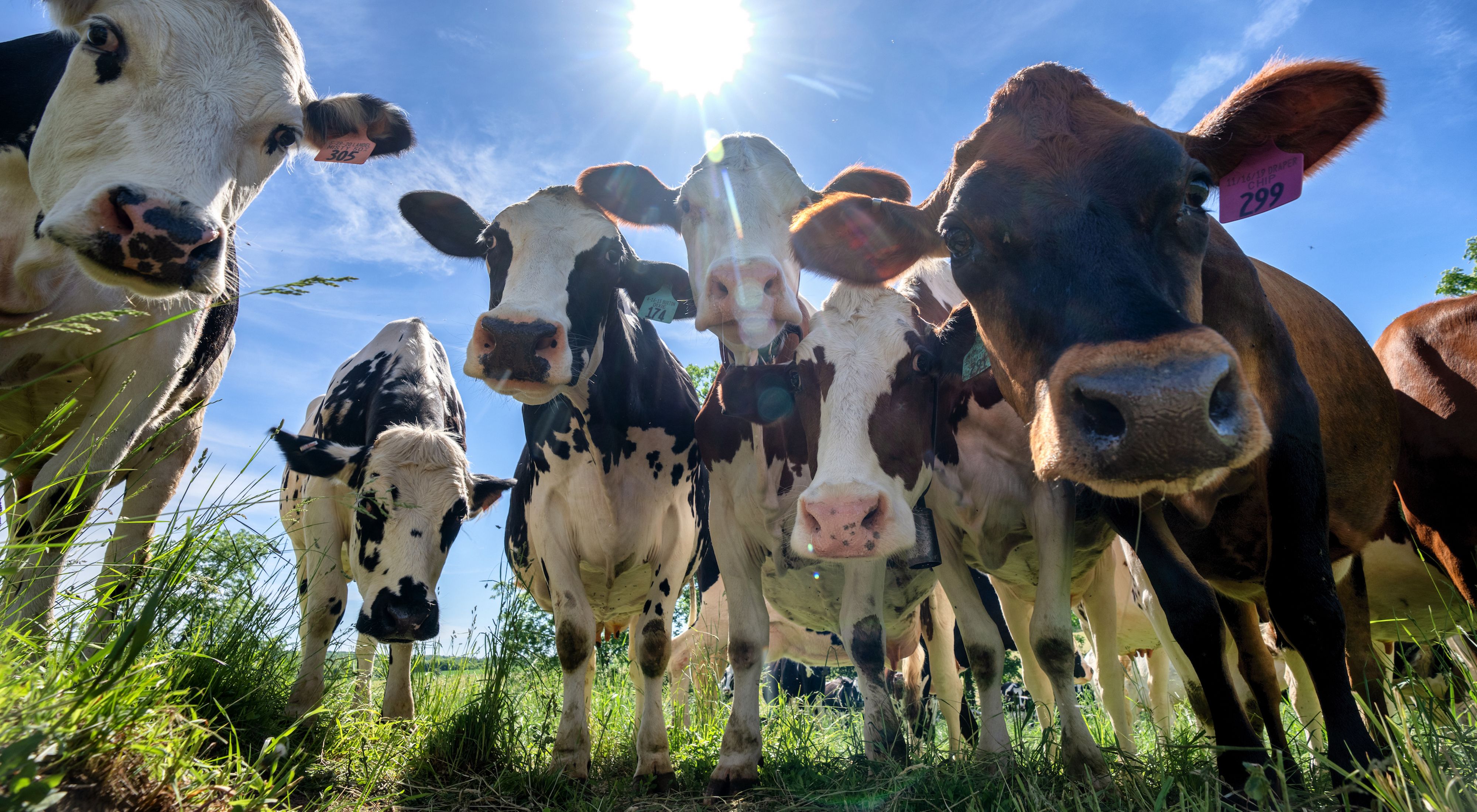 A group of cows look down into the camera, which is placed on the ground, on a Wisconsin farm.
