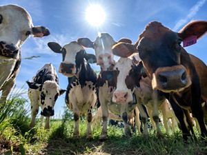 A group of cows look down into the camera, which is placed on the ground, on a Wisconsin farm.