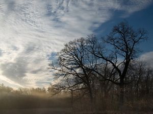 Black oaks against a darkening sky at Conrad Station Savanna.