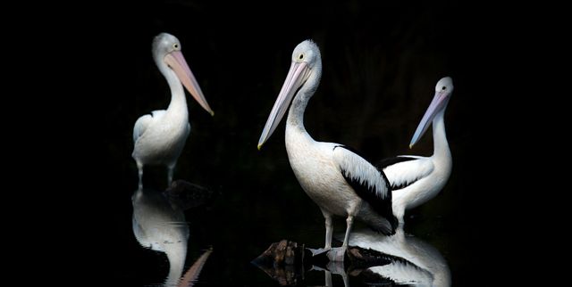 three starkly lit pelicans standing in water against a black background