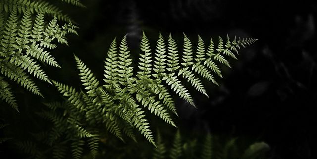 a green fern is illuminated against a black background