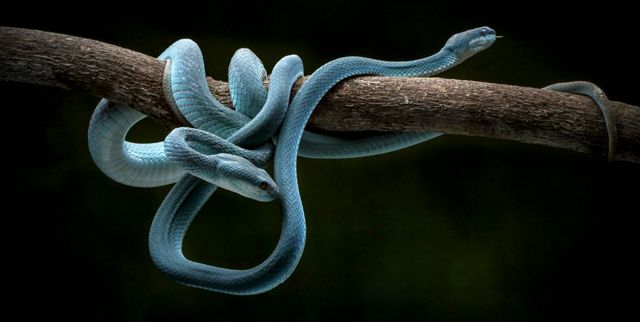 Dos serpientes víbora azul enrolladas alrededor de una rama contra un fondo negro