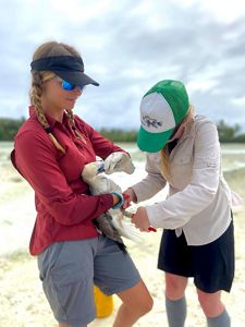 Conservation science volunteer assisting a researcher with tagging a red-footed booby.