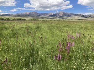Landcape with field in the forefront and mountains in the background.
