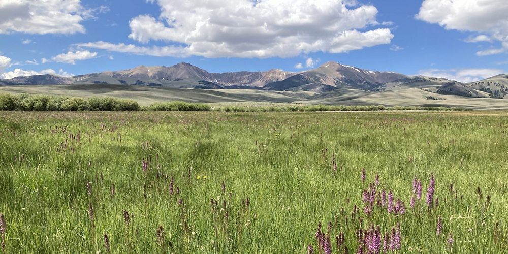 Landcape with field in the forefront and mountains in the background.