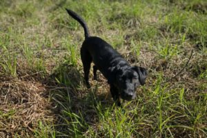 A black dog looks at the camera.