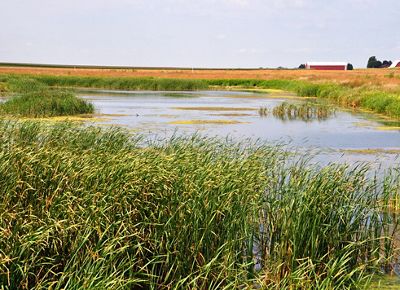 Constructed wetland surrounded by farmland