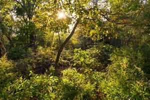 Sunlight filters through a dense woodland, illuminating green vegetation and trees.