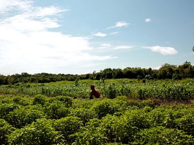 A worker in a milpa field in the Yucatan.