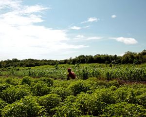 A worker in a milpa field in the Yucatan.
