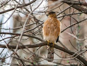 Cooper's hawk perched in a tree. 