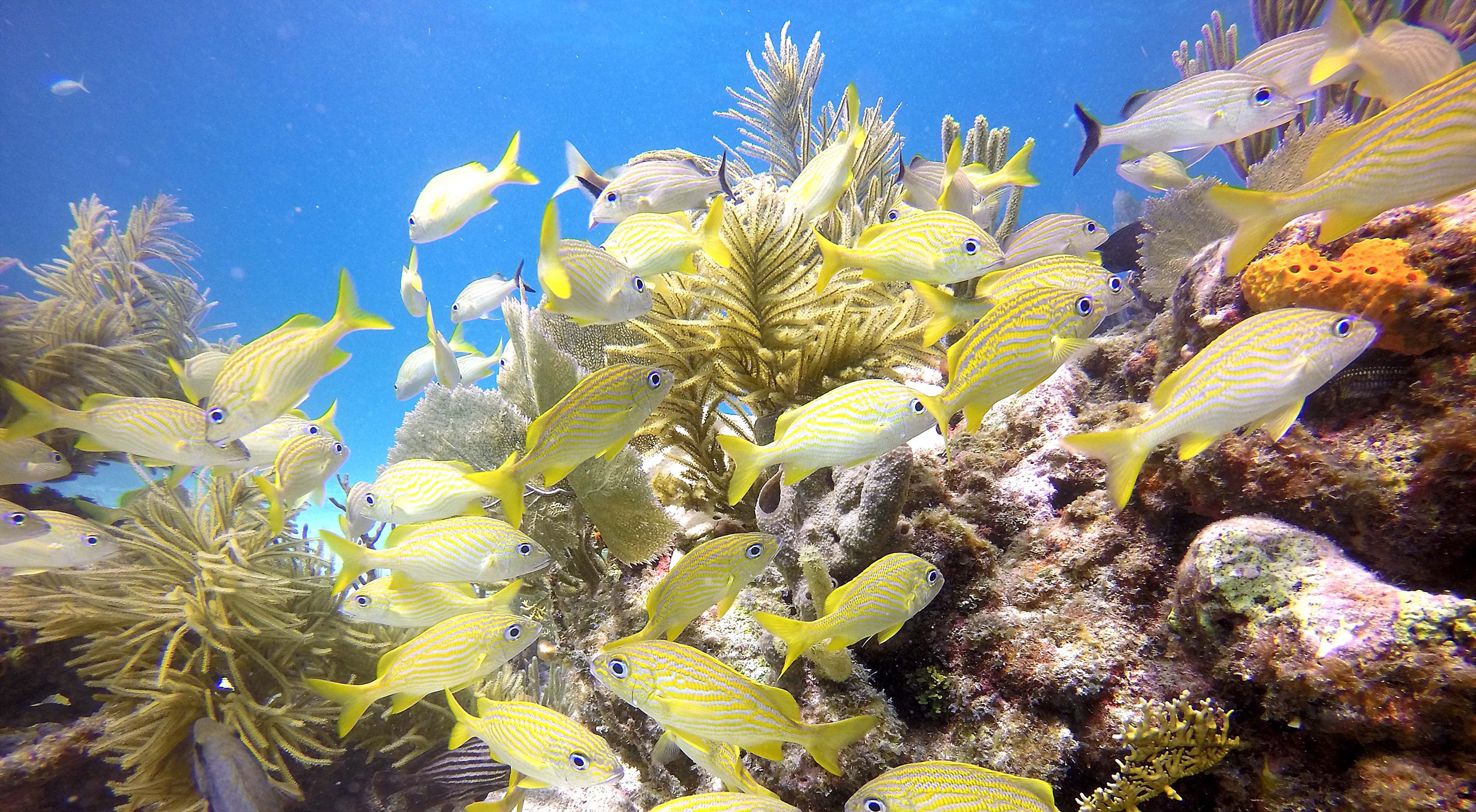 Closeup of a variety of brightly colored fish swimming in the Florida coral reef.