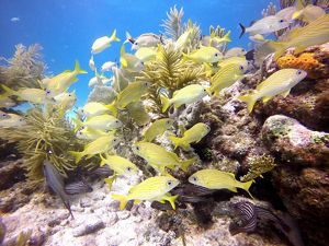 Florida Coral Reef