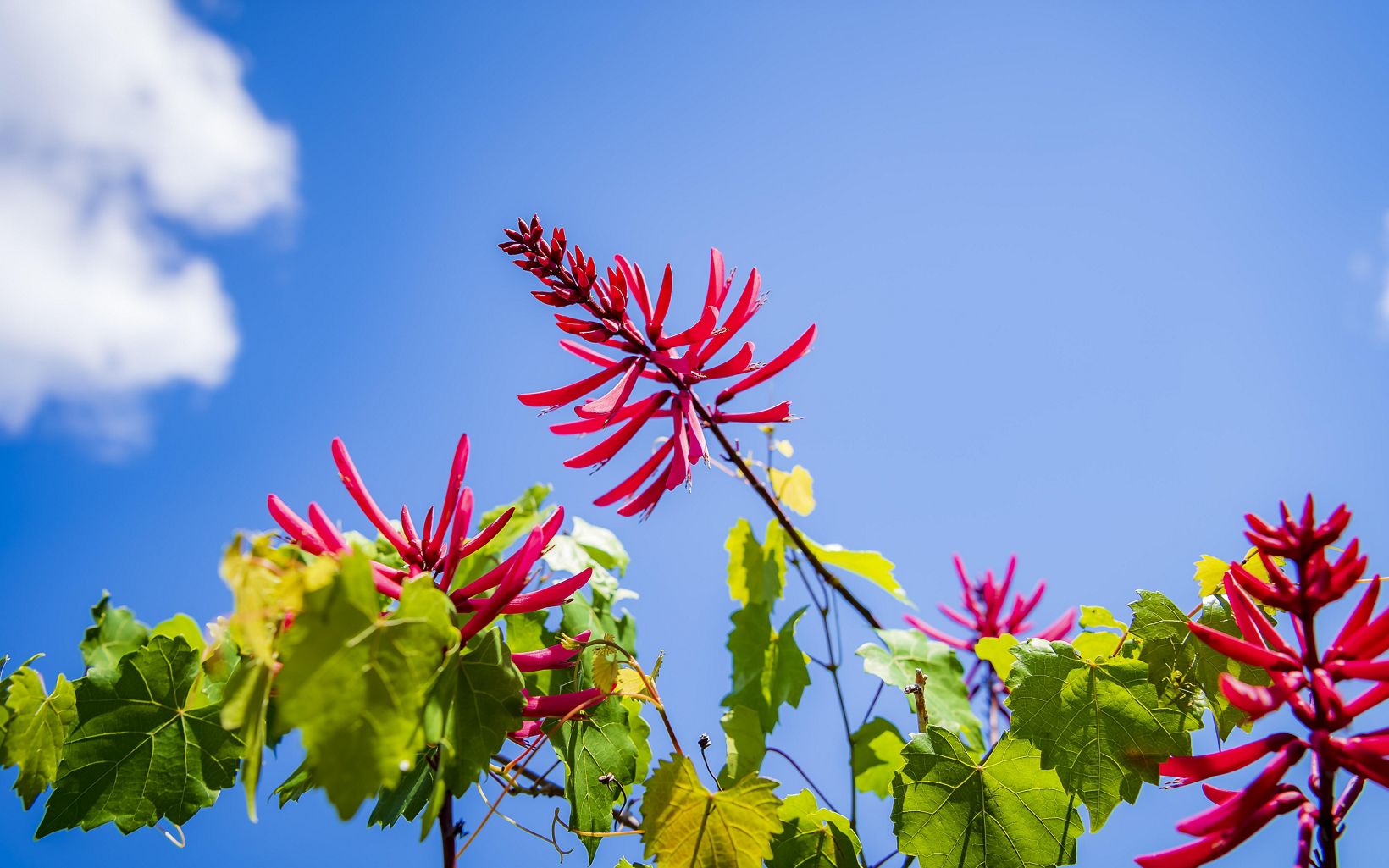 
                
                  Coral Bean and Blue Sky The brilliant red coral bean flower (Erythrina herbacea) grows wild on the preserve. 
                  © Roberto Gonzalez
                
              