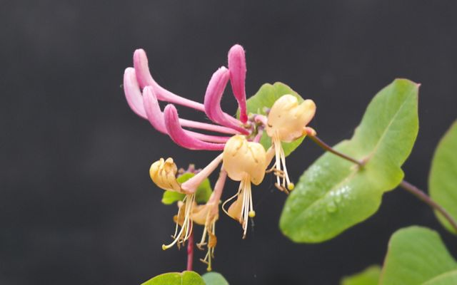 A honeysuckle plant with six thin pink leaves centered above four individual pale yellow blossoms.