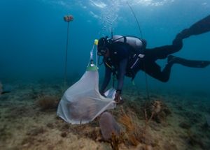 A scuba diver swimming under water places something in a white net.