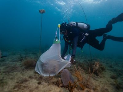 A scuba diver swimming under water places something in a white net.