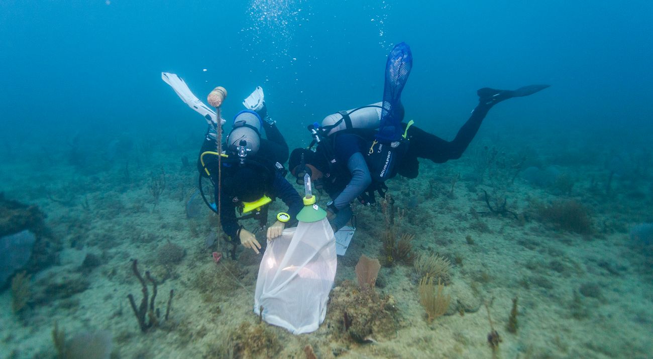 Two SCUBA divers use a net to collect coral gametes underwater.