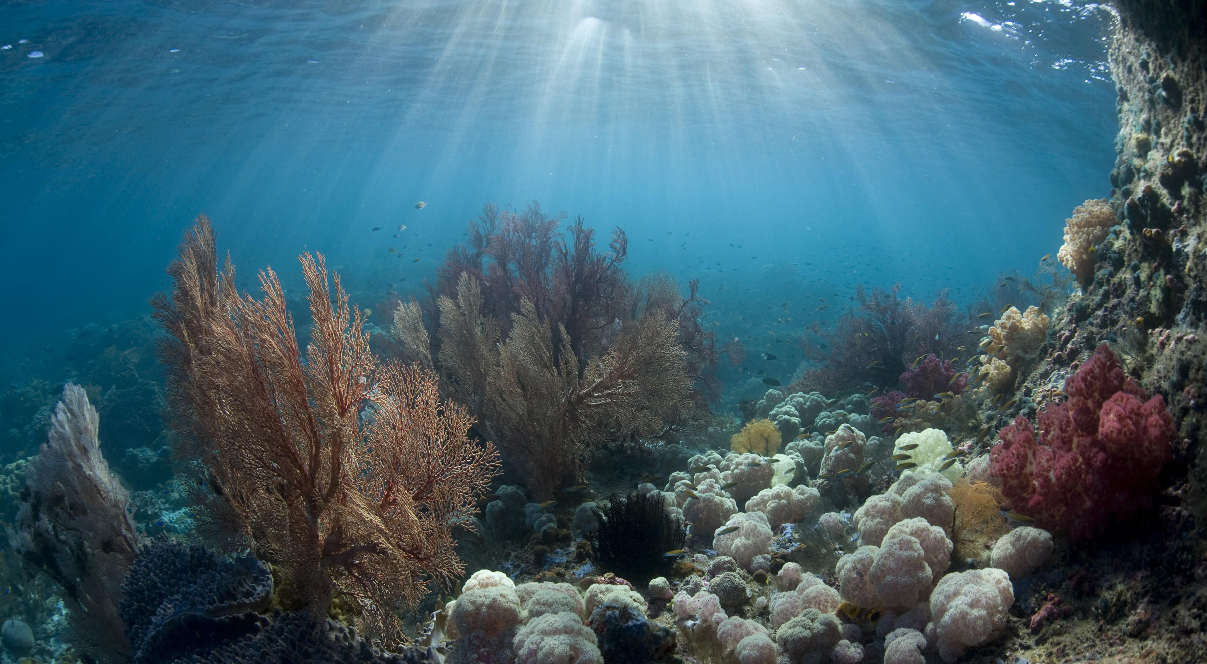 Sea fans and soft corals adorn a "coral garden" in Indonesia, Pacific Ocean