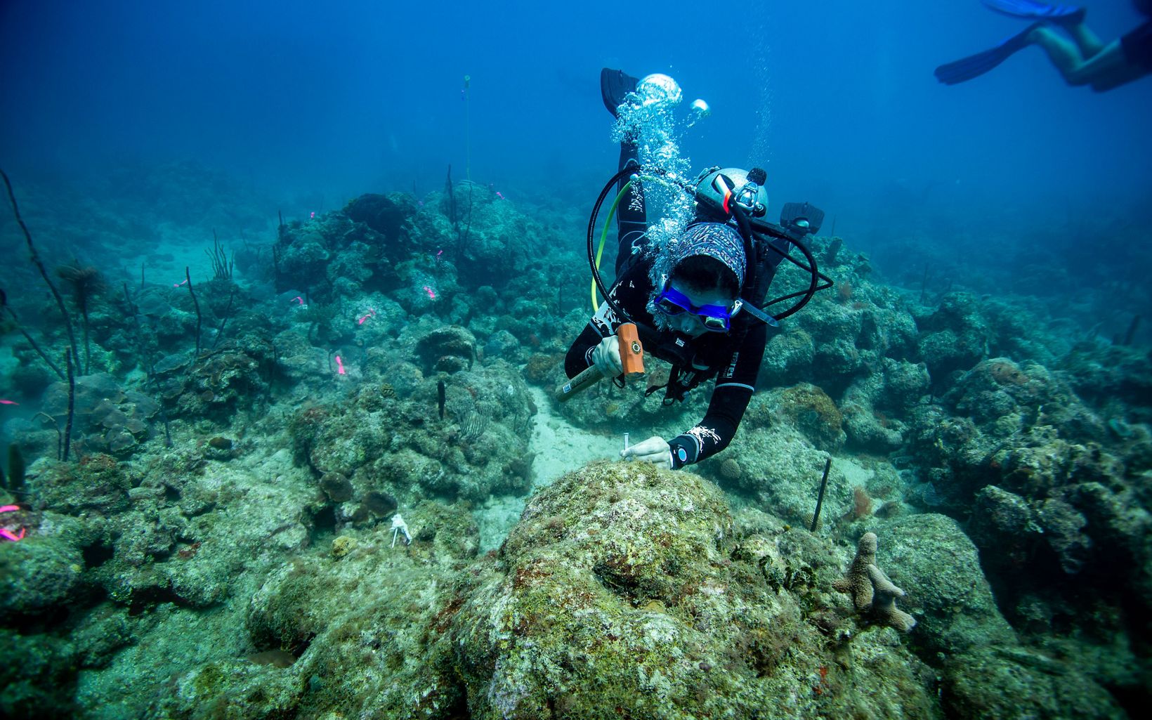 
                
                  Coral Reef Restoration A diver prepares the reef by hammering a nail into the coral bed.
                  © Paul A. Selvaggio/TNC
                
              