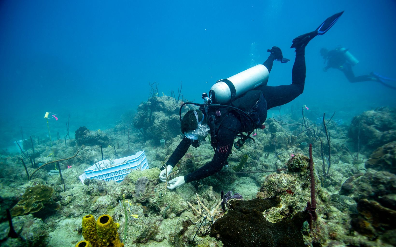 A diver uses a zip tie to attach a coral fragment to an unhealthy reef.