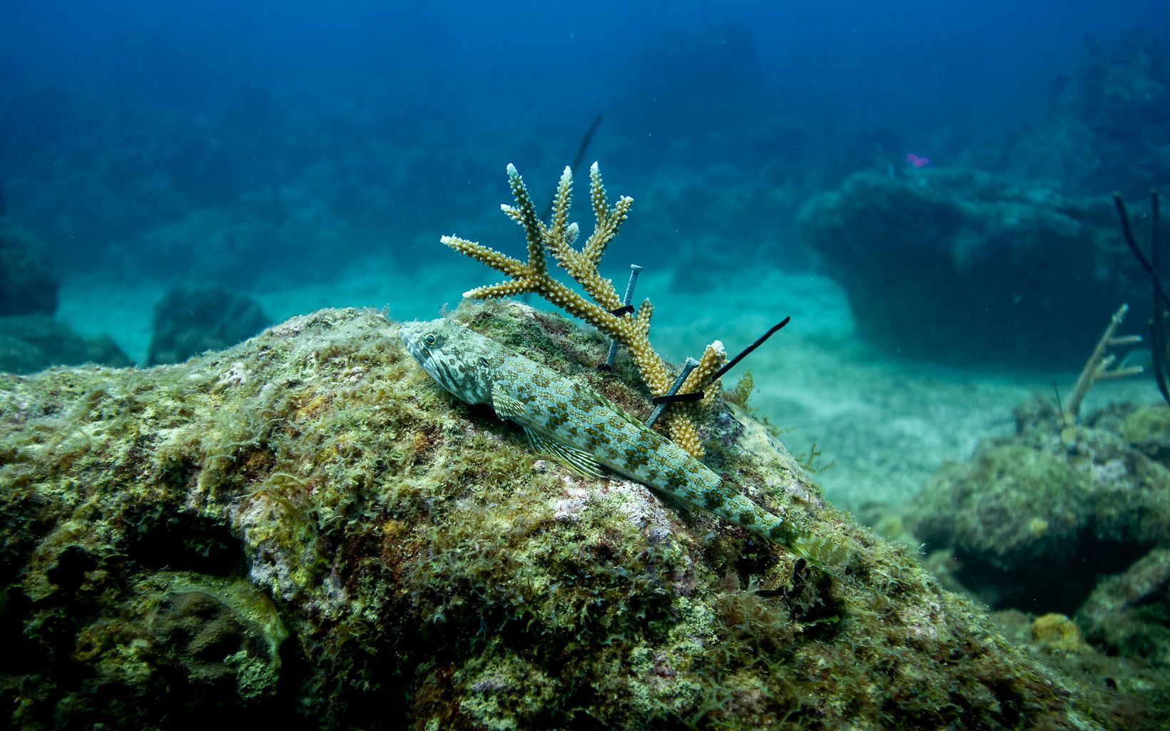 A coral fragment has been zip tied to an unhealthy reef as part of restoration work