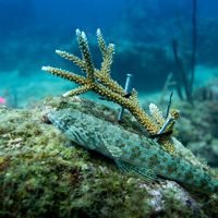 Imagen de un pez nadando entre arrecifes de coral