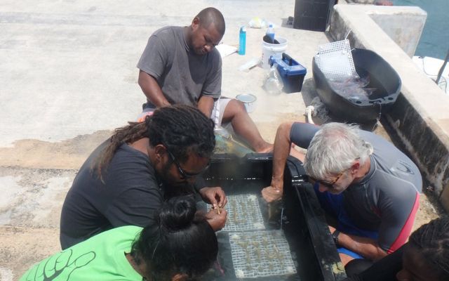 A team works on corals