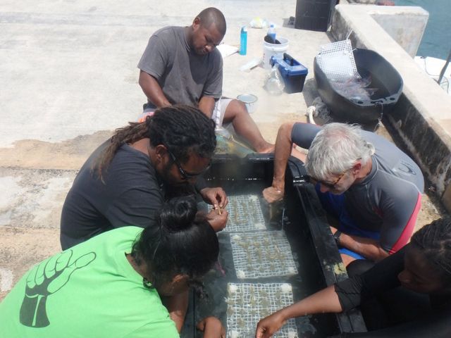 A team works on corals