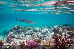 Barracuda swimming over reef with Loggerhead Key Lighthouse in the background, Loggerhead Key, Dry Tortugas National Park, Florida.    