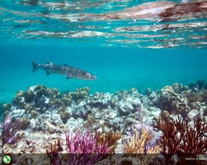 Barracuda swimming over reef with Loggerhead Key Lighthouse in the background, Loggerhead Key, Dry Tortugas National Park, Florida.