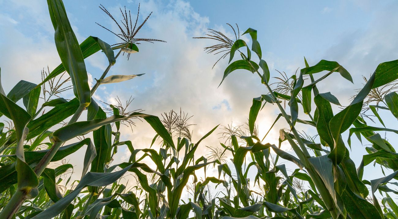 Corn plants silhouetted against the blue sky.
