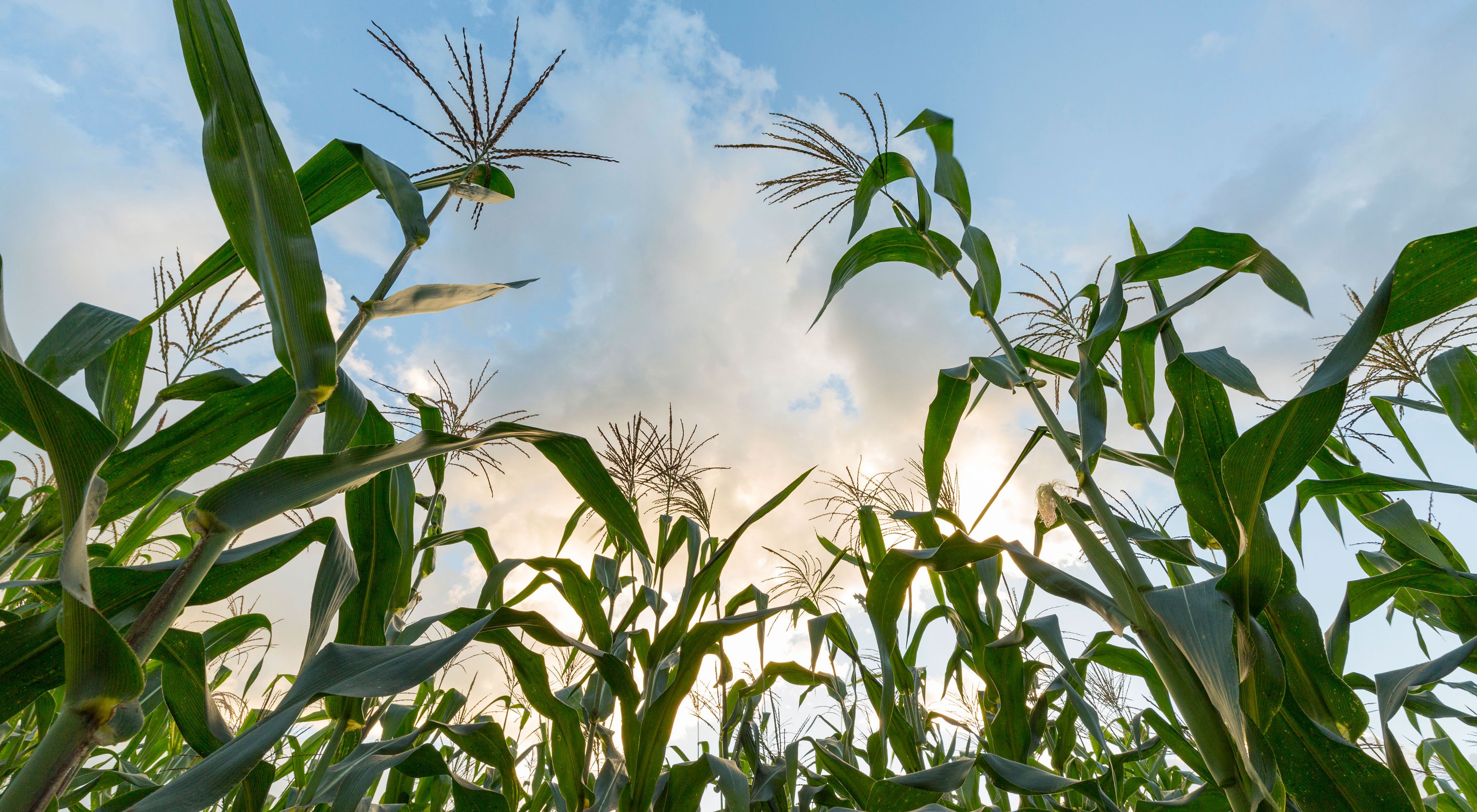 Corn plants against blue sky