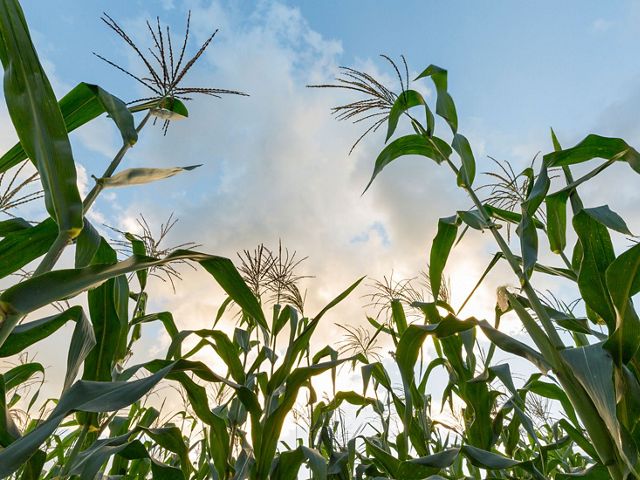 Corn plants against blue sky