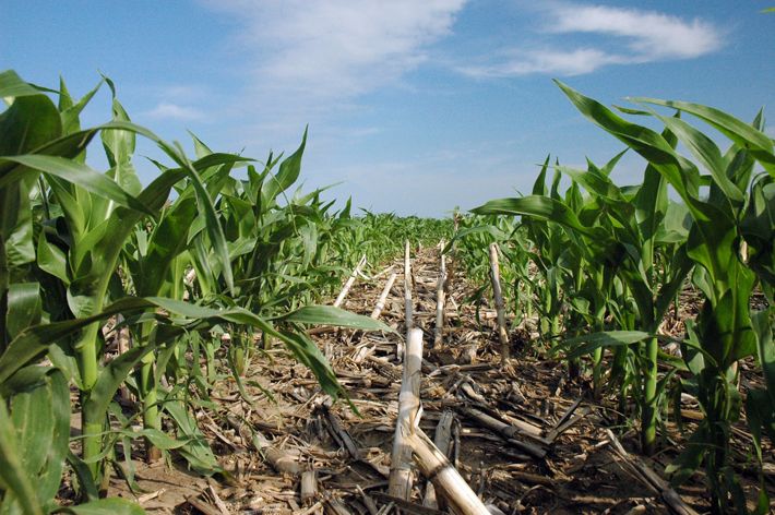 A photograph looking down a row of young corn.