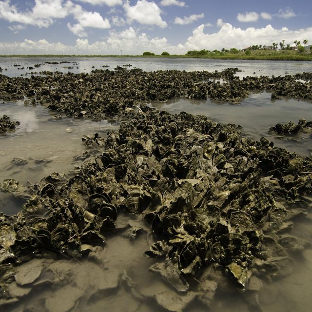 Clusters of oysters in shallow muddy water.