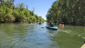 A group of people set out on a river in kayaks.