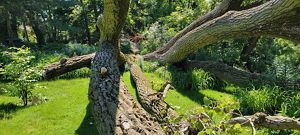Large fallen cottonwood tree with several large limbs.