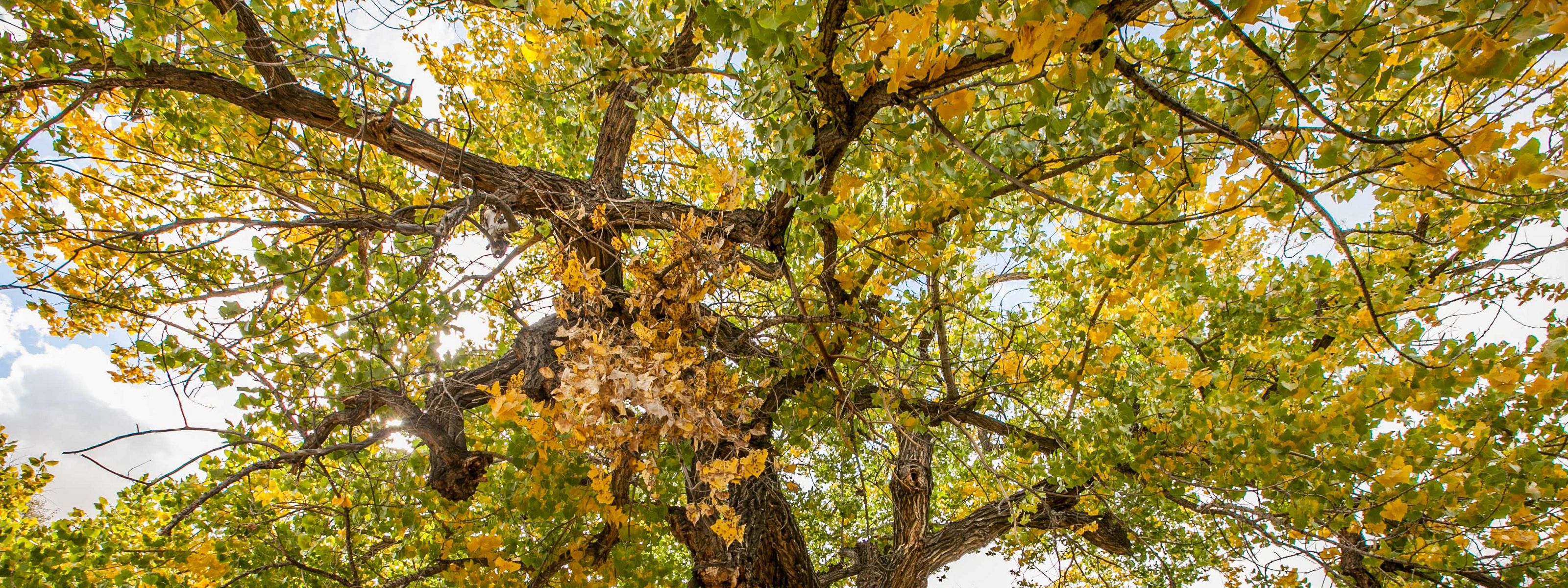 A close-in view of the yellow and green foliage of a mature cottonwood tree.