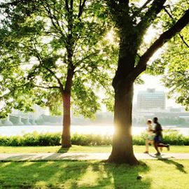 A jogger runs past a tree with the Charles River in the background.