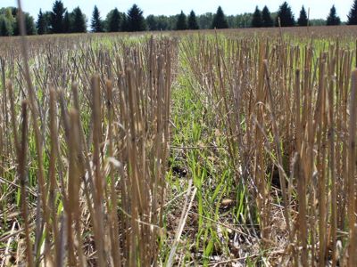 Closeup of green grass growing between rows of oat stubble in a large agricultural field.