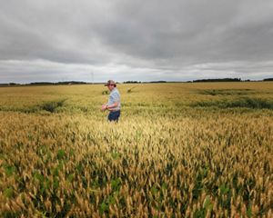 A man in a baseball hat walks through waist-high crops.