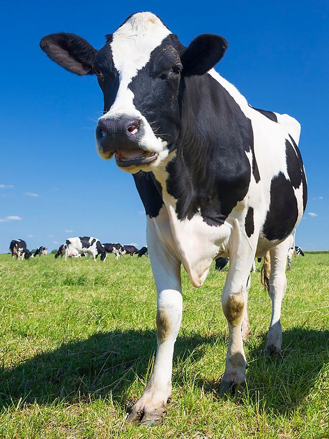 Close up of black-and-white cow facing the camera.