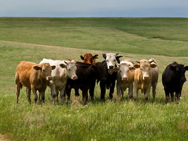 Photo of cows grazing in a field in the Flint Hills of Kansas. 