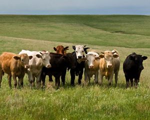 Eight cows standing in a line in a grassy green field.