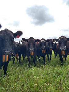 Cows in a field with GPS collars.