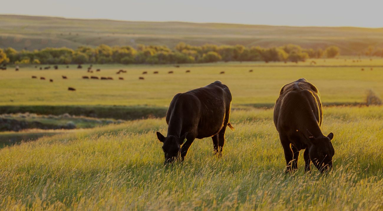Cows eating in a field.
